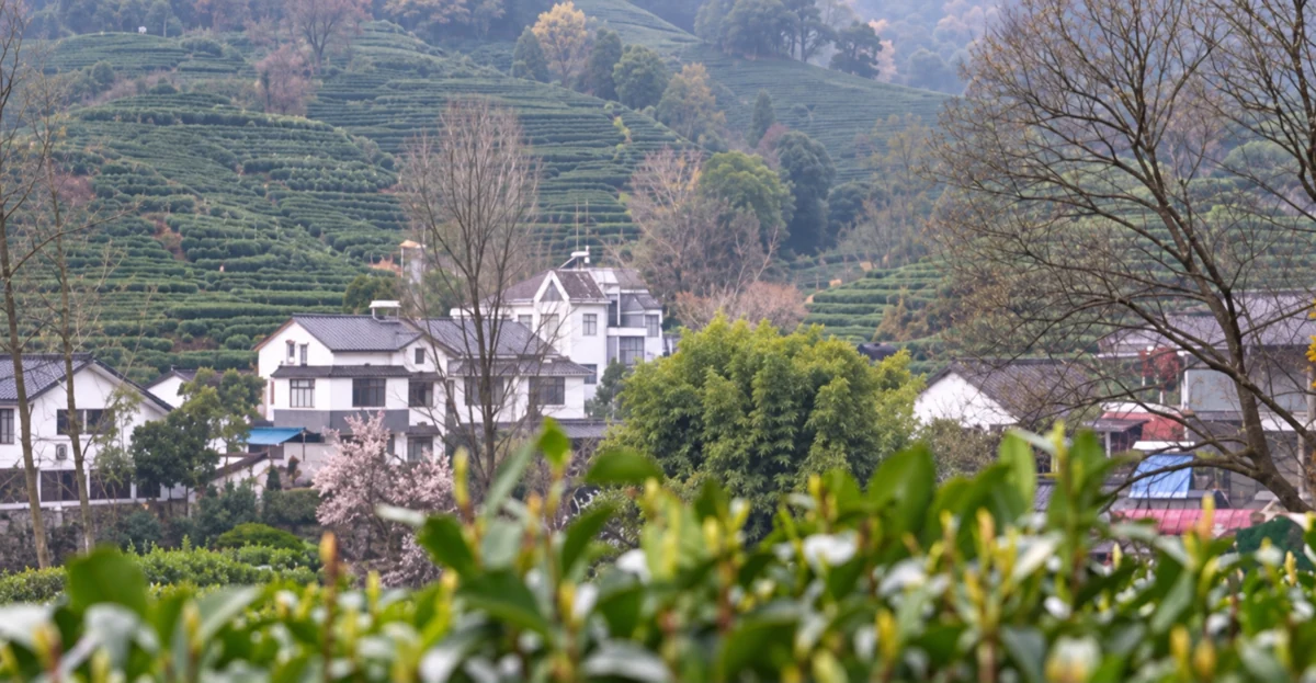 Tea terraces and village buildings in the landscape shown in the Longjing report