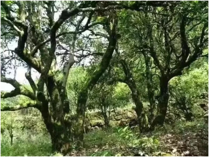Older tea bushes in a shaded Wuyi growing environment