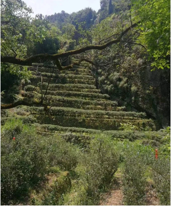 Tea bushes growing on terraces among Wuyi rocks