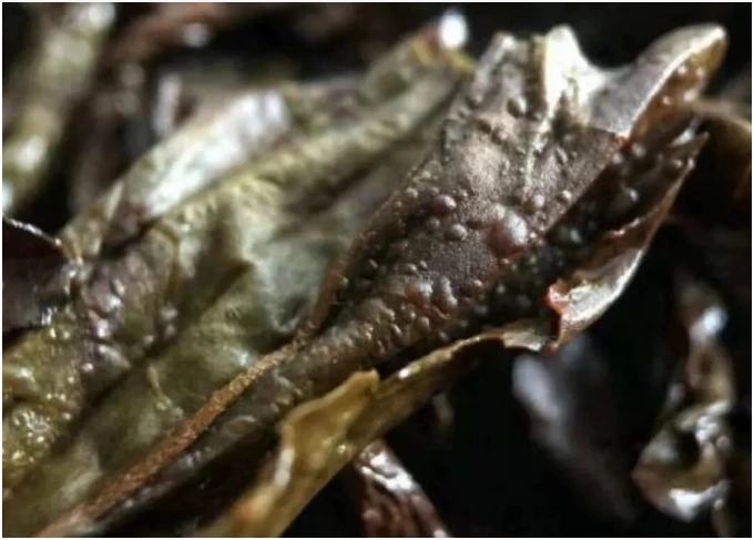Original close-up of raised blisters on a brewed rock tea leaf