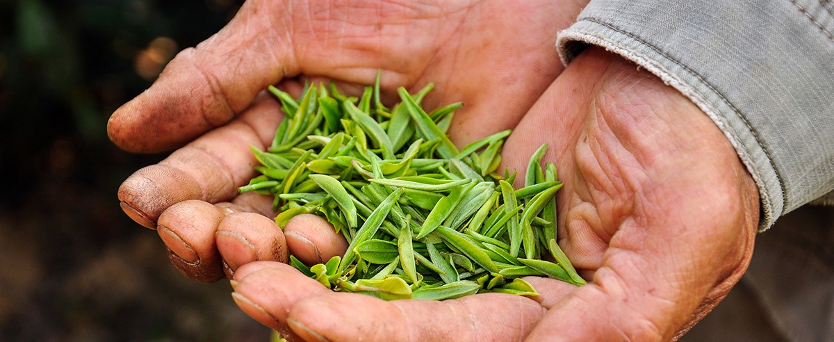 Fresh tea buds held in a tea picker’s hands in Xiaoshi’s Dengcun product presentation