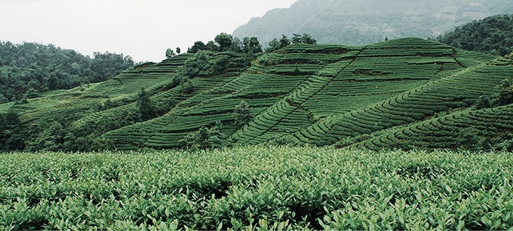 Tea bushes and surrounding hills at a Zhejiang Tea Group ecological tea garden